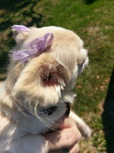 Pup In A Tub Pet Grooming Bradenton FL photo 34