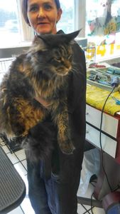 Pup In A Tub Pet Grooming Bradenton FL photo 35