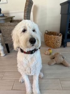 Pup In A Tub Pet Grooming Bradenton FL photo 36