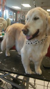 Pup In A Tub Pet Grooming Bradenton FL photo 38