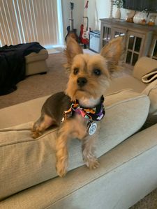 Pup In A Tub Pet Grooming Bradenton FL photo 39