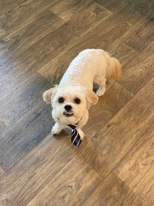 Pup In A Tub Pet Grooming Bradenton FL photo 40