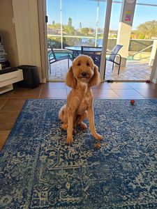 Barking Bella Pet Grooming