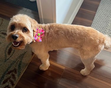 EZ Breezy Dog Grooming