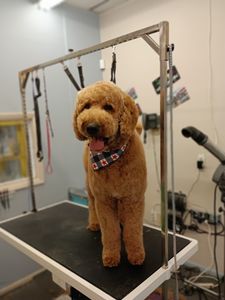 EZ Breezy Dog Grooming photo 3