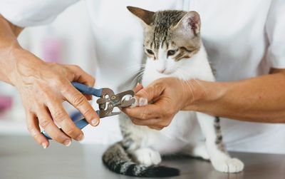 EZ Breezy Dog Grooming photo 4