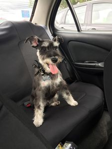 EZ Breezy Dog Grooming photo 5