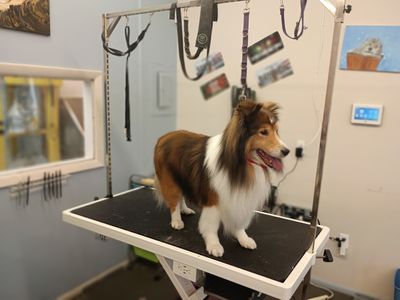 EZ Breezy Dog Grooming photo 6