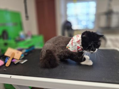 EZ Breezy Dog Grooming photo 7