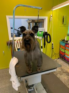 EZ Breezy Dog Grooming photo 8