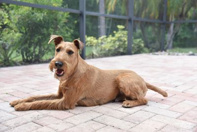 EZ Breezy Dog Grooming photo 9