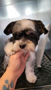 EZ Breezy Dog Grooming photo 12