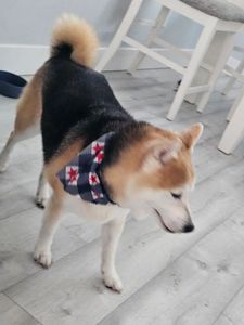 EZ Breezy Dog Grooming photo 14