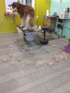 EZ Breezy Dog Grooming photo 15