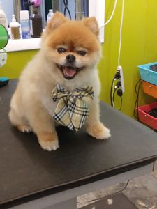 EZ Breezy Dog Grooming photo 16