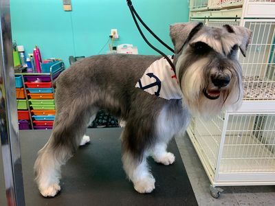 EZ Breezy Dog Grooming photo 17