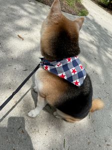 EZ Breezy Dog Grooming photo 19