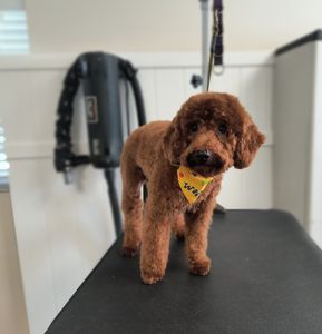 EZ Breezy Dog Grooming photo 20