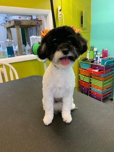 EZ Breezy Dog Grooming photo 21