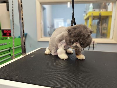 EZ Breezy Dog Grooming photo 22