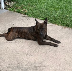 EZ Breezy Dog Grooming photo 23