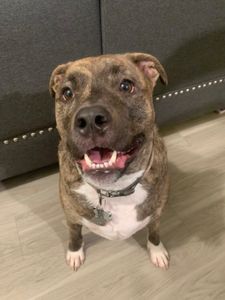 EZ Breezy Dog Grooming photo 24