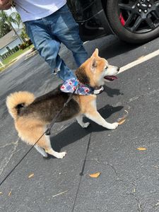 EZ Breezy Dog Grooming photo 25