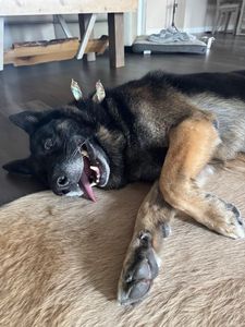 EZ Breezy Dog Grooming photo 26