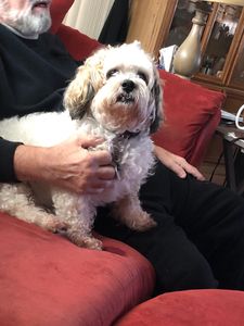 EZ Breezy Dog Grooming photo 27