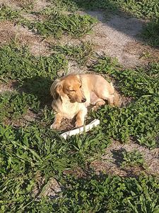 EZ Breezy Dog Grooming photo 28