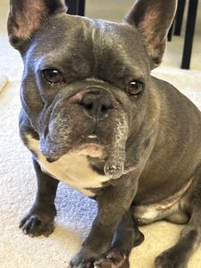 EZ Breezy Dog Grooming photo 30