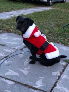 EZ Breezy Dog Grooming photo 32