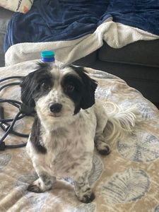 EZ Breezy Dog Grooming photo 33