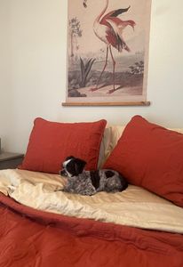 EZ Breezy Dog Grooming photo 34