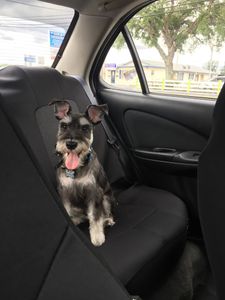 EZ Breezy Dog Grooming photo 36