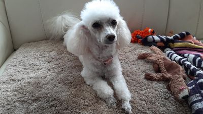 EZ Breezy Dog Grooming photo 38