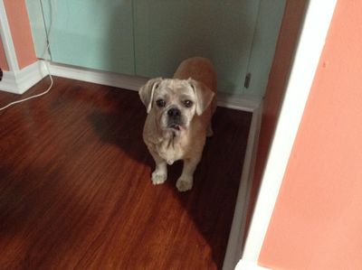 EZ Breezy Dog Grooming photo 39