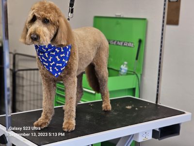 EZ Breezy Dog Grooming photo 40
