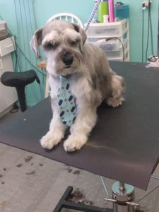 EZ Breezy Dog Grooming photo 41