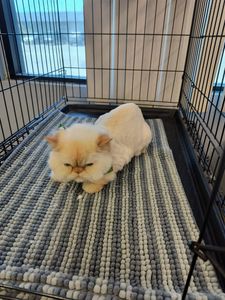 EZ Breezy Dog Grooming photo 42