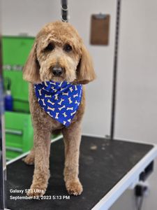 EZ Breezy Dog Grooming photo 43