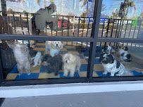 Nancy’s Pet Boutique