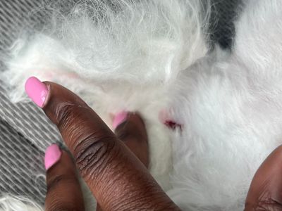 Nancy’s Pet Boutique photo 5