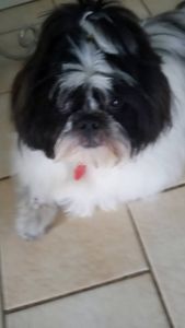 Nancy’s Pet Boutique photo 8