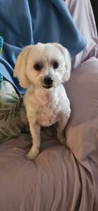 Yuppy Puppy Bed & Biscuit LLC