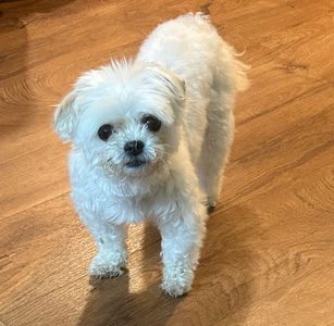 Petco Grooming photo 2