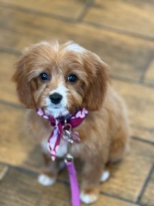 Petco Grooming photo 3