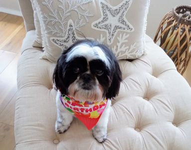 Petco Grooming photo 4