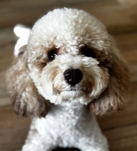 Petco Grooming photo 5