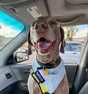 Petco Grooming photo 6